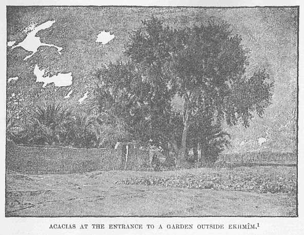 40.jpg Acacias at the Entrance to a Garden Outside
Ekhm�m. 1 
