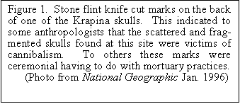 Text Box: Figure 1.  Stone flint knife cut marks on the back of one of the Krapina skulls.  This indicated to some anthropologists that the scattered and fragmented skulls found at this site were victims of cannibalism.  To others these marks were ceremonial having to do with mortuary practices.
      (Photo from National Geographic Jan. 1996)                       
