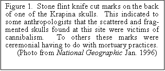 Text Box: Figure 1.  Stone flint knife cut marks on the back of one of the Krapina skulls.  This indicated to some anthropologists that the scattered and fragmented skulls found at this site were victims of cannibalism.  To others these marks were ceremonial having to do with mortuary practices.
      (Photo from National Geographic Jan. 1996)                       
