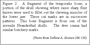 Text Box: Figure 2.  A fragment of the temporalis bone, a portion of the skull showing where razor sharp flint knives were used to fillet out the chewing muscles of the lower jaw.  These cut marks are in successive patterns.  This bone fragment is from one of the juvenile Neanderthal skulls.   The deer crania had similar butchery marks.
                                     
                                      (Photo from Defleur A. Science 286:130)
