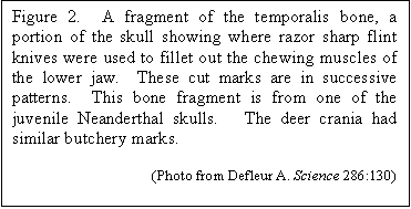 Text Box: Figure 2.  A fragment of the temporalis bone, a portion of the skull showing where razor sharp flint knives were used to fillet out the chewing muscles of the lower jaw.  These cut marks are in successive patterns.  This bone fragment is from one of the juvenile Neanderthal skulls.   The deer crania had similar butchery marks.
                                     
                                      (Photo from Defleur A. Science 286:130)
